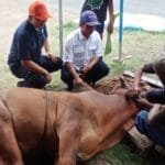 Momen Indah Idul Adha 1445 H PT. Pelindo Kalianget Menyembelih dua Ekor Sapi Kurban di Dua Tempat Untuk di Salurkan Pada Masyarakat WhatsApp Image 2024 06 19 at 18.32.58