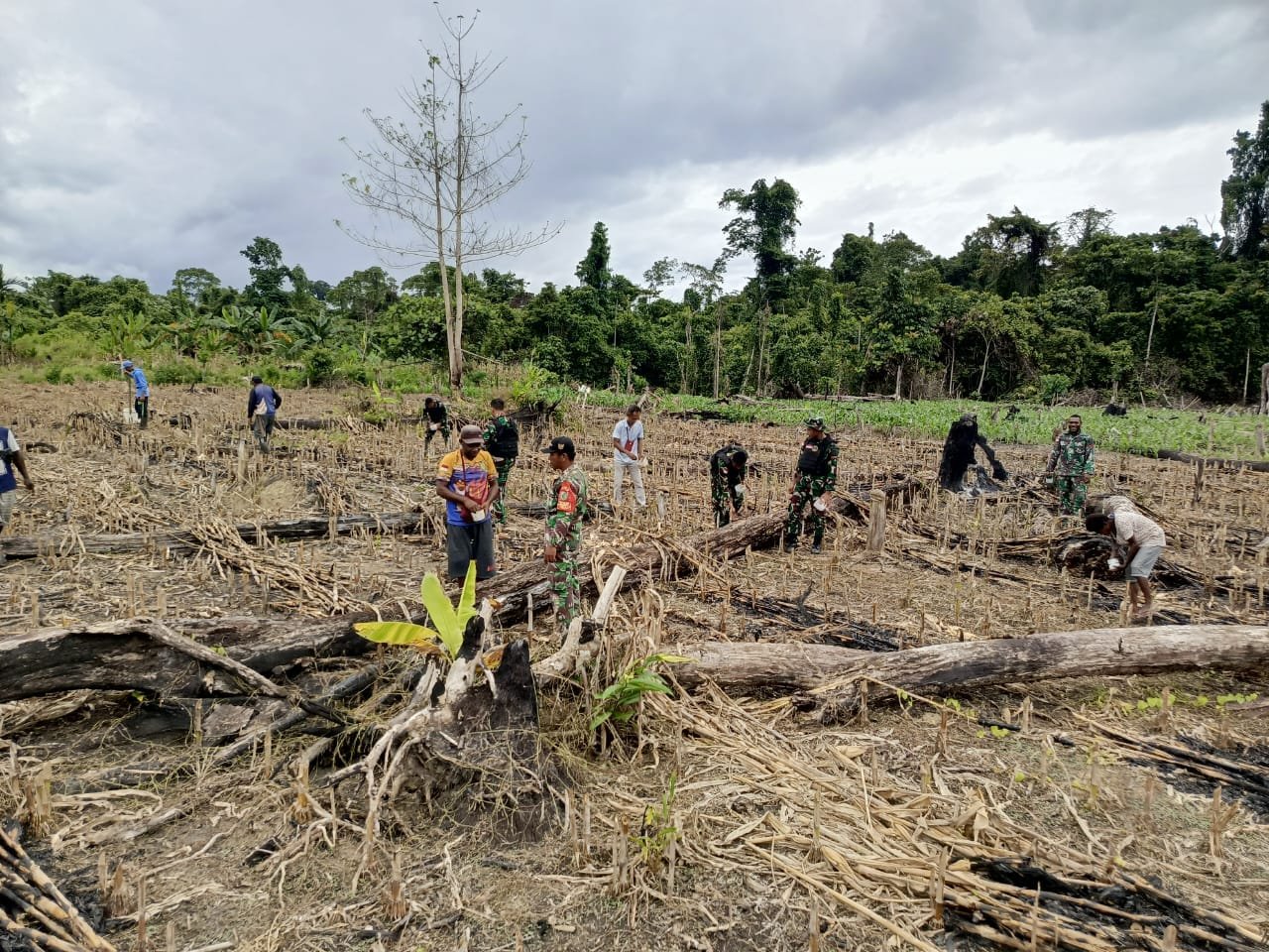 Ketahanan Pangan Digalakkan, Satgas Yonif 310/KK Bersama Warga Perbatasan Tanam Bibit Jagung 1 WhatsApp Image 2024 08 23 at 11.31.59