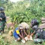 Satgas Yonif 310/KK Lakukan Pendampingan Terhadap Warga Perbatasan Dalam Berternak Babi WhatsApp Image 2024 09 11 at 10.59.14