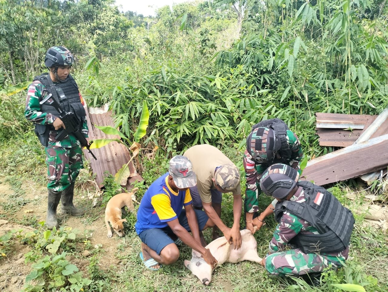 Satgas Yonif 310/KK Lakukan Pendampingan Terhadap Warga Perbatasan Dalam Berternak Babi 1 WhatsApp Image 2024 09 11 at 10.59.14