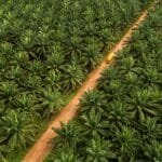 Kejaksaan Agung Serahkan Lahan Sawit Hasil Sitaan Kasus Korupsi Duta Palma kepada BUMN 6194adcbbd9b6