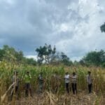 Polsek Sapudi dan Koramil Monitoring Tanaman Jagung di Desa Prambanan, Dukung Ketahanan Pangan Nasional 61a246d2 7671 4419 9acd 90be6df1f441