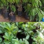 Dana Pengadaan Bibit Kelompok Tani di Desa Buniwangi Diduga Disalahgunakan oleh Oknum Kepala Desa d00fbc09 9138 42af b269 6bc28072e224