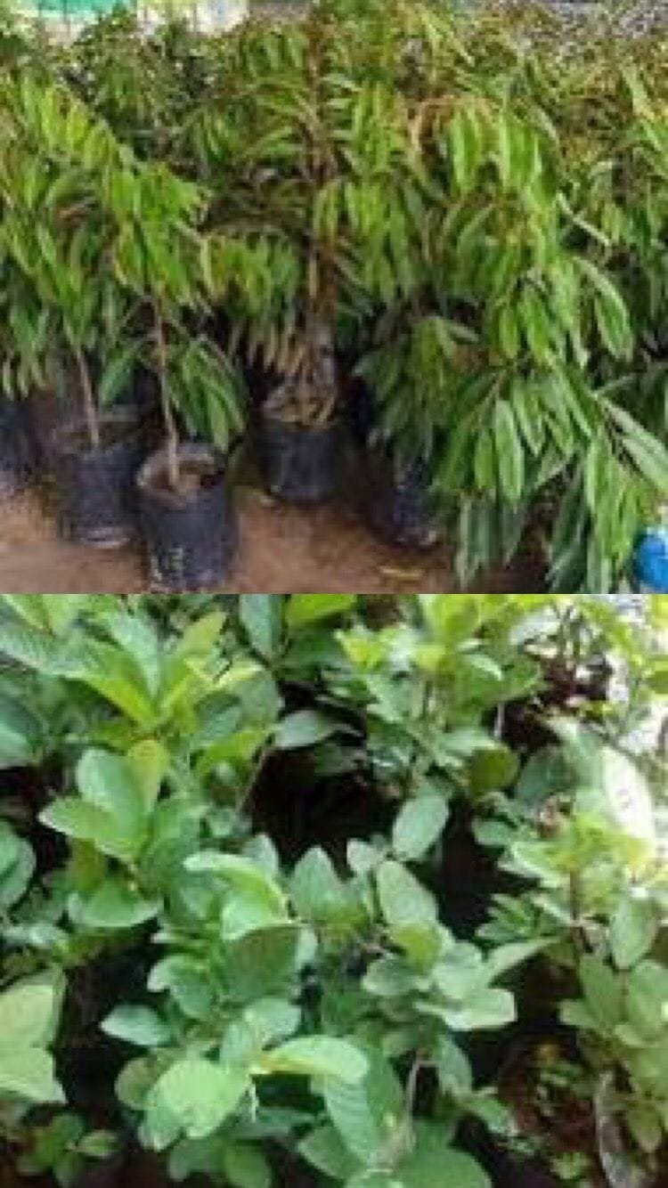 Dana Pengadaan Bibit Kelompok Tani di Desa Buniwangi Diduga Disalahgunakan oleh Oknum Kepala Desa 1 d00fbc09 9138 42af b269 6bc28072e224