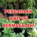Rekayasa Terbongkar! Oknum Kades Buniwangi Kecamatan PelabuhanRatu Diduga Permainkan Dana Desa BIBIT