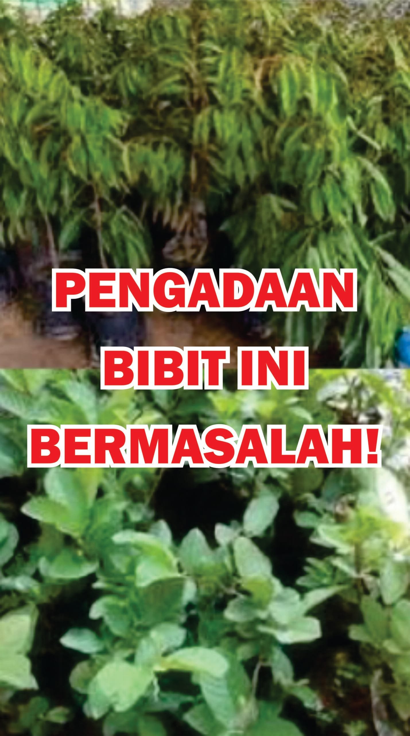 Rekayasa Terbongkar! Oknum Kades Buniwangi Kecamatan PelabuhanRatu Diduga Permainkan Dana Desa 1 BIBIT scaled
