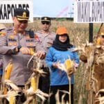 Polres Sumenep Gelar Panen Raya Jagung Serentak Dukung Ketahanan Pangan Nasional WhatsApp Image 2025 06 07 at 17.56.11 211348b9