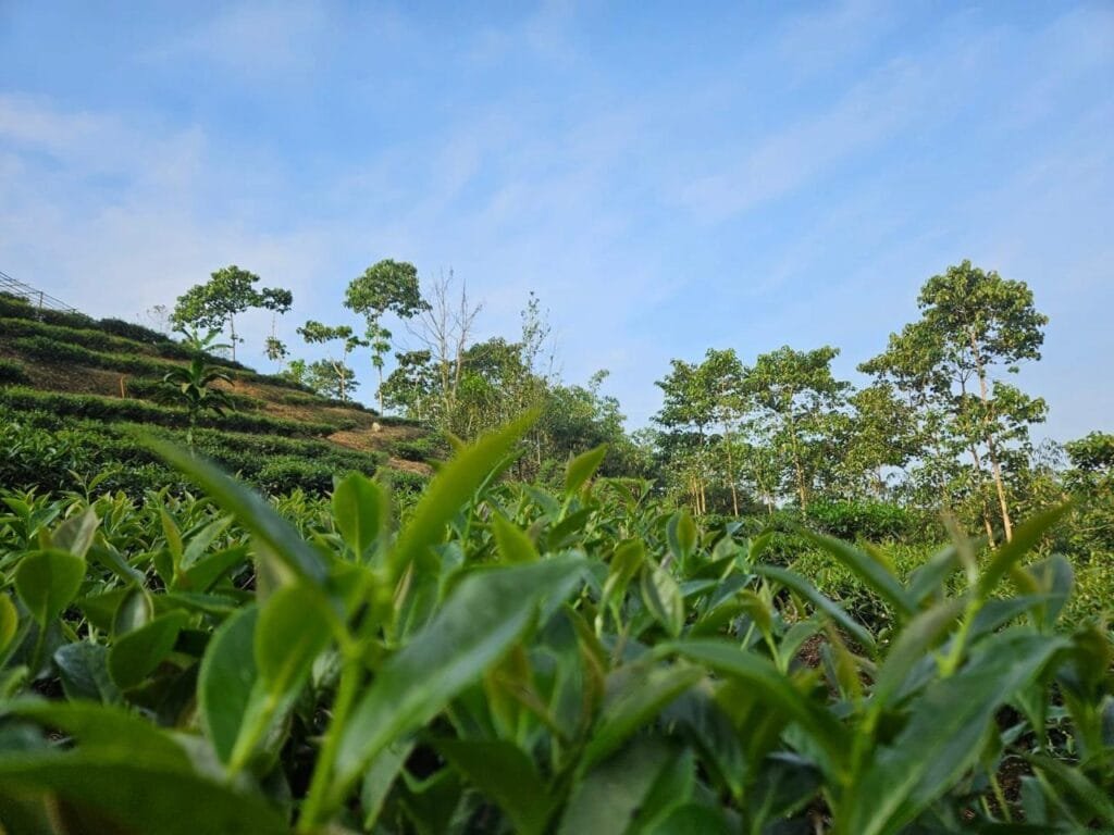 Evita Laili Syawal, Petani Milenial di Balik Suksesnya Teh Premium Pasir Canar 4 WhatsApp Image 2025 07 07 at 10.13.43 bd52b1e6 1