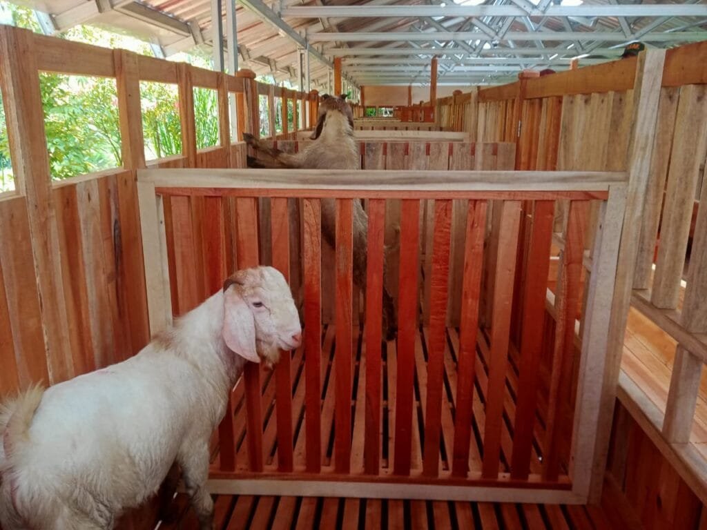 Bumdesa Triunsa Dorong Ketahanan Pangan Lewat Program Peternakan Kambing di Desa Cisitu 2 WhatsApp Image 2025 09 06 at 18.51.57 f37c27fb
