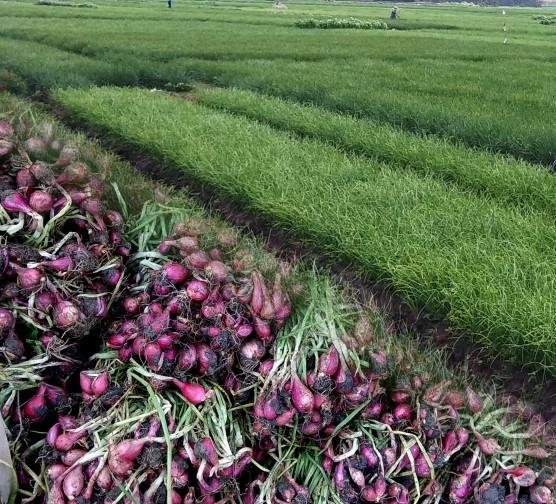 WhatsApp Image 2026 04 01 at 11.56.47 1