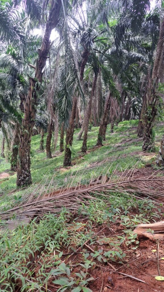 KETUA DPD JWI SUKABUMI RAYA TUNTUT AUDIT TOTAL PTPN: "9.000 HEKTAR HGU MATI, NEGARA DIRAMPOK, RAKYAT DIZALIMI " 2 WhatsApp Image 2026 04 12 at 1.20.15 PM 1