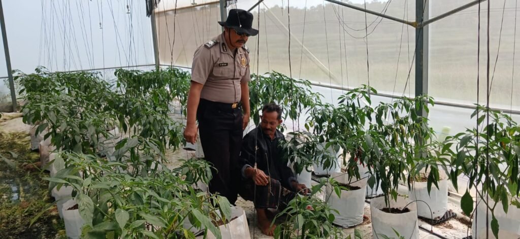 Polsek Batuputih Perkuat Ketahanan Pangan Nasional, Dampingi Petani Cabai Kelola Pertanian Modern di Greenhouse 3 WhatsApp Image 2026 06 11 at 12.51.03
