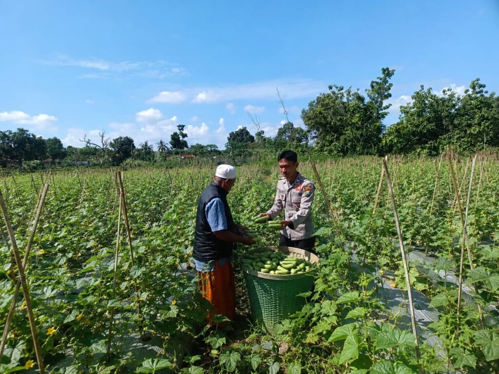Dukung Swasembada Pangan Nasional, Bhabinkamtibmas Polres Sumenep Monitoring Budidaya Mentimun di Desa Kerta Timur 2 WhatsApp Image 2026 07 03 at 10.18.48 AM