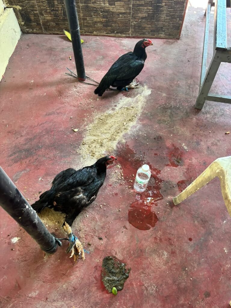 Polsek Bluto Amankan Tiga Anak yang Diduga Terlibat Pencurian Dua Ekor Ayam 3 WhatsApp Image 2026 10 16 at 6.48.18 PM